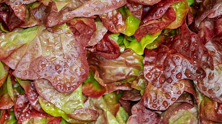 Crvena puterica slatka salata odlična kao prilog