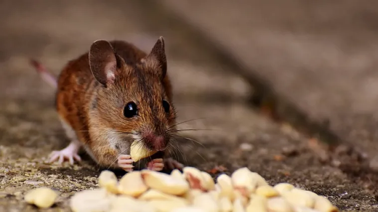 Kako staviti ljepilo za mi&scaron;eve?