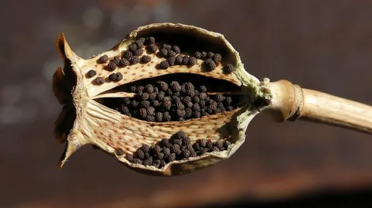 Kocke od maka kao iz kuharica na&scaron;ih baka