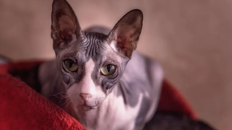 Sfinks mačka - karakteristike i narav sfinks mačke