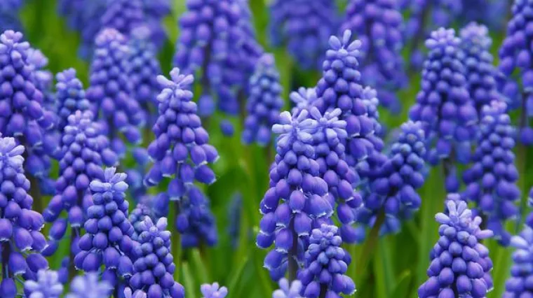 Kako sačuvati lukovice zumbula?