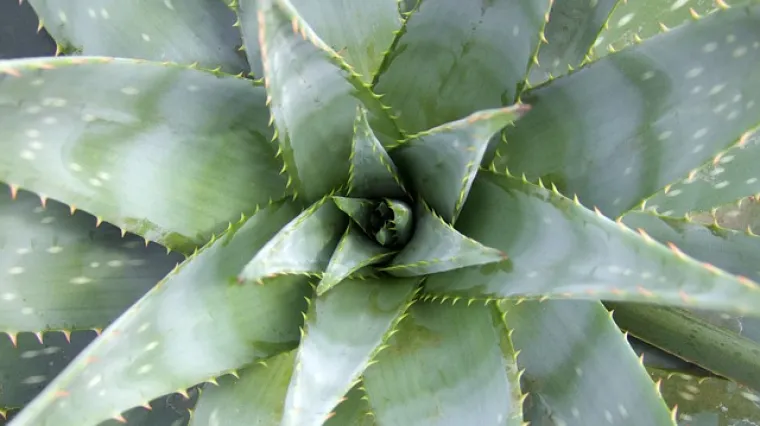 Koja je aloa vera najbolja?