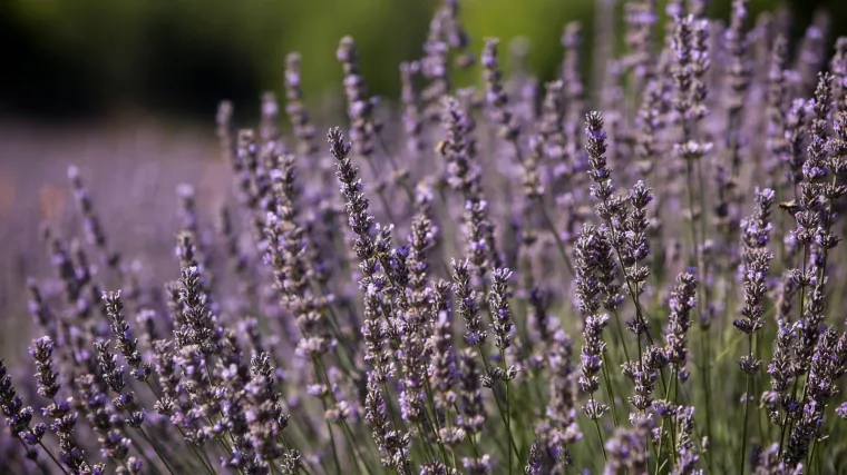 Kako izgleda priprema lavande za zimu?
