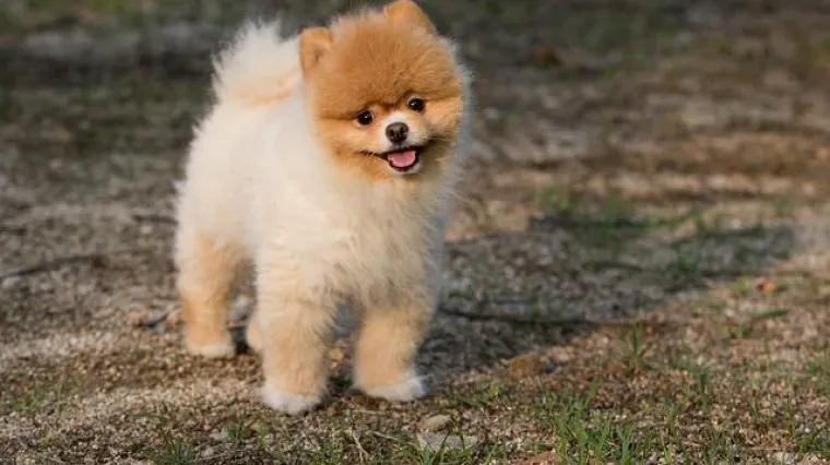 Kupanje psa sodom bikarbonom - suho pranje ili kupka