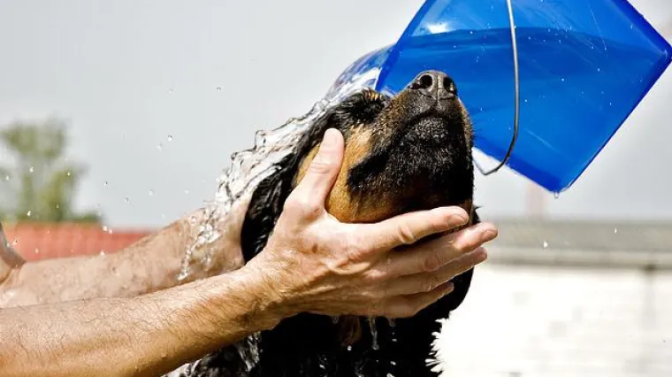 Savjeti za kupanje psa: Koliko često kupati psa?