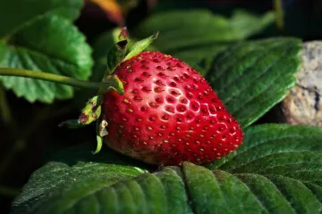 Koje je najbolja pozicija za sadnju jagoda?