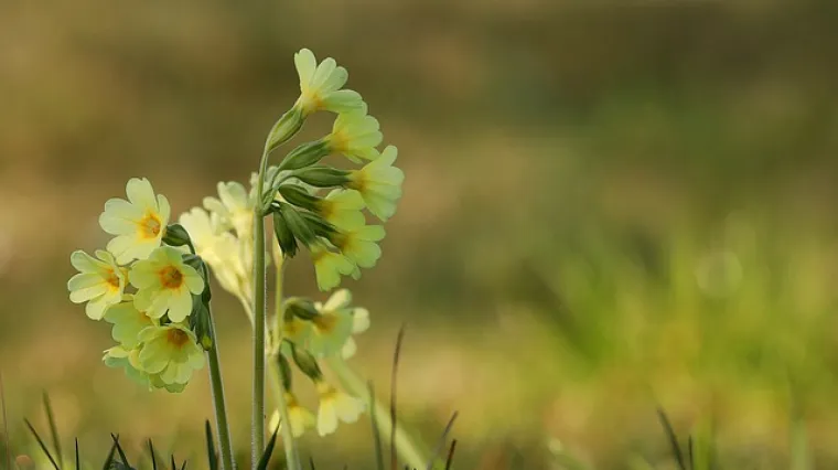 Savjeti za održavanje jaglaca: Kako održavati jaglac?