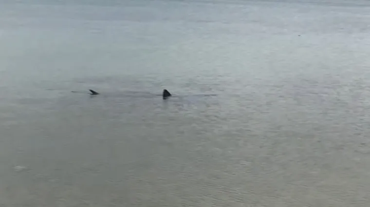 VIDEO Ponovno snimka morskog psa, ovog puta u Pirovcu kod &Scaron;ibenika, dva dana ranije primijećen je kod Pomera