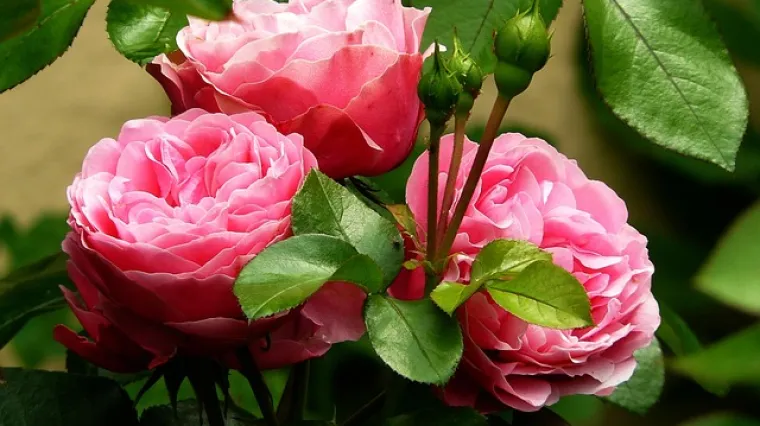 Što saditi uz ruže? Koji su dobri susjedi ruža?