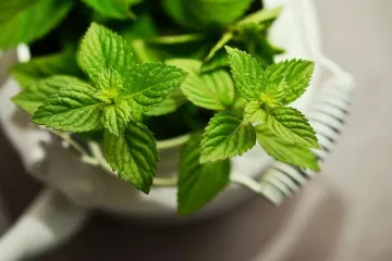 Kako se koristi menta kao začin?