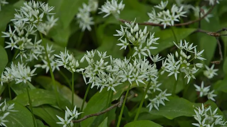 Kada se bere medvjeđi luk?