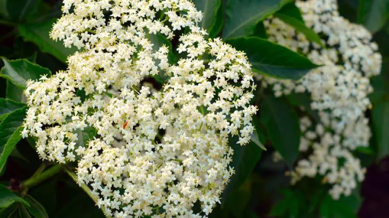 Kako pravilno čuvati sok od bazge?