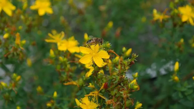 Kako napraviti čaj od gospine trave?