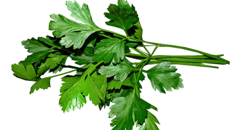 Kako pripremiti čaj od svježeg per&scaron;ina?