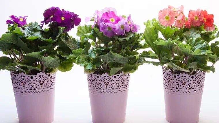 Kako izgleda presađivanje cvijeća u jesen?