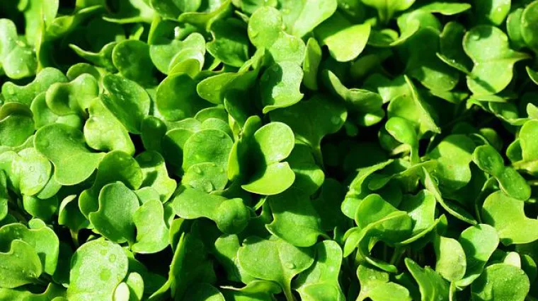 Kako posaditi i uzgojiti rukolu?