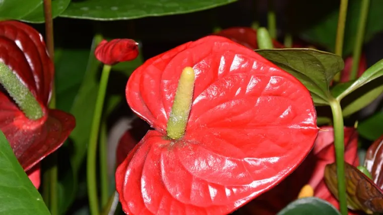 Koje su osnovne karakteristike cvijeta crveni anthurium?