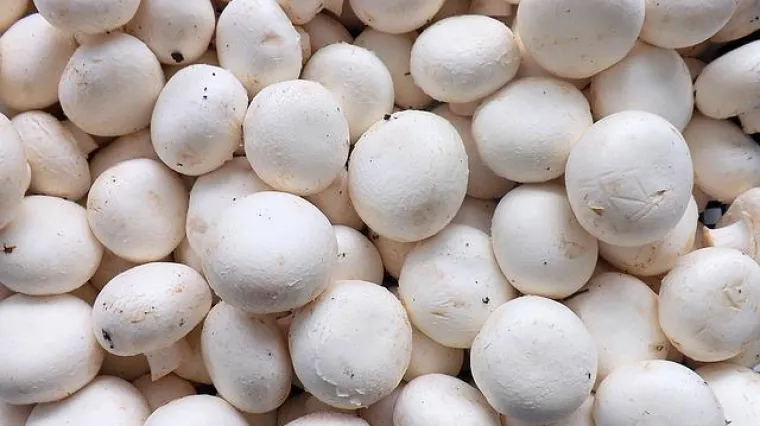 Koji uvjeti su potrebni za uzgoj &scaron;ampinjona?