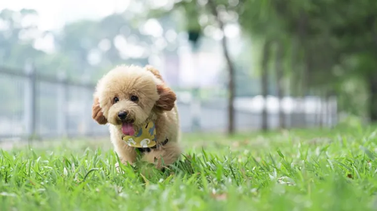 Koja je razlika između patuljaste i toy pudle?