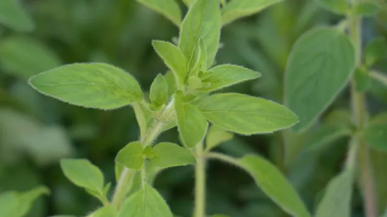 Što je divlji origano? Kako se koristi divlji origano?
