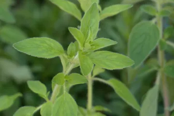 Što je divlji origano? Kako se koristi divlji origano?