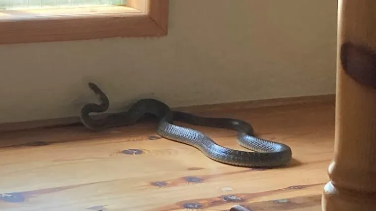 Velika zmija ušla u obiteljsku kuću. Vatrogasci odmah reagirali