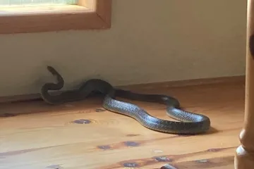 Velika zmija ušla u obiteljsku kuću. Vatrogasci odmah reagirali