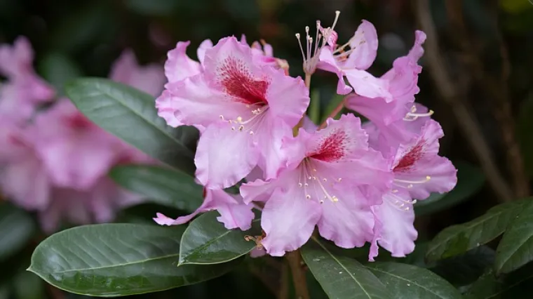 Osnovna pravila i uvjeti za sadnju rododendrona