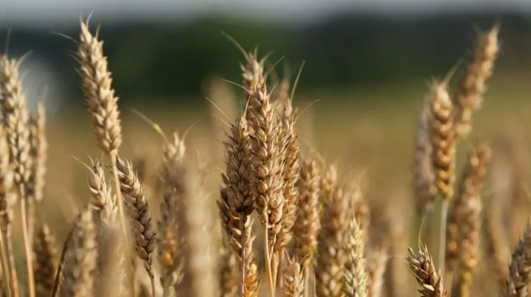 Rusija blokirala milijune tona ukrajinske p&scaron;enice: 'Ovo je pravi ratni zločin'