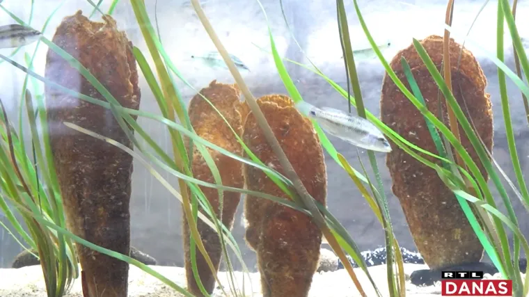 Stranci u Poreču izvadili perisku i slikali je. 'Ali ona je za&scaron;tićena čak i kad je mrtva', otkriva biologinja