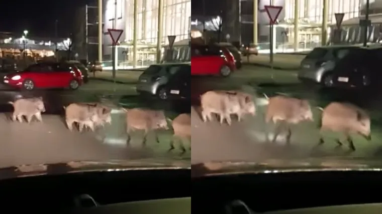 Odstrel divljih svinja veći nego prije 5 godina, no sve ih se vi&scaron;e viđa. Lovci tvrde - u gradu im ne možemo ni&scaron;ta