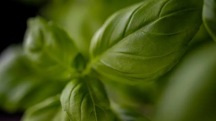 Kada brati bosiljak? Kako brati bosiljak?