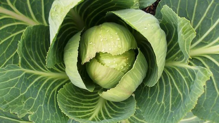 Je li moguće zamrzavanje kiselog kupusa?