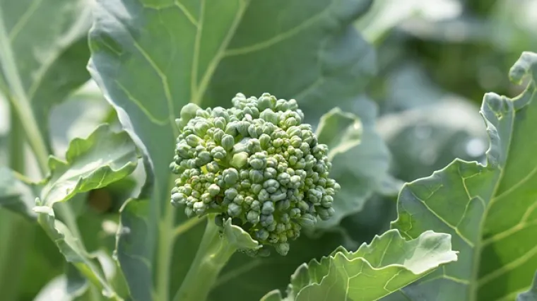 Koji su osnovni uvjeti za sadnju brokule u tegli?