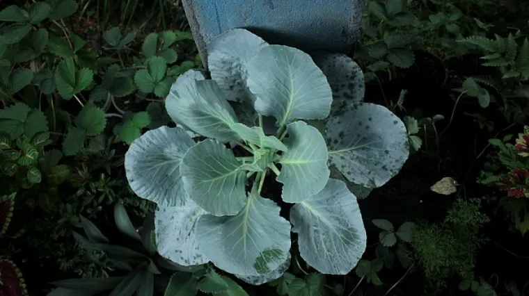 Savjeti za pravilan i uspje&scaron;an uzgoj brokule