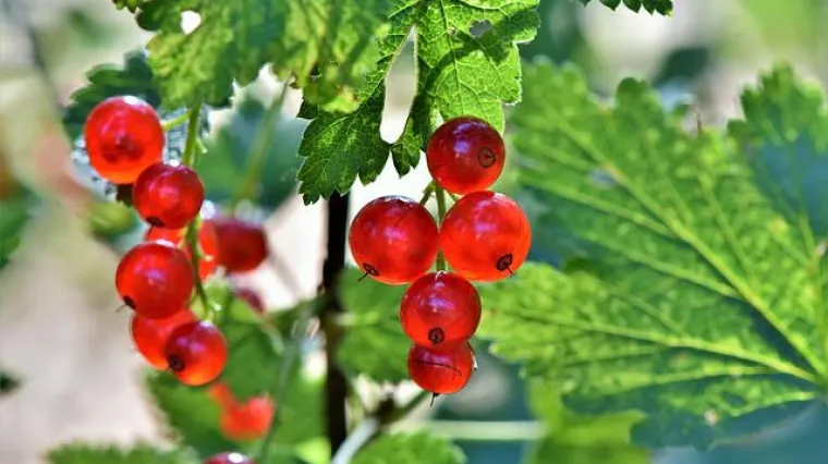 &Scaron;to sve trabate znati o sadnji ribizla?