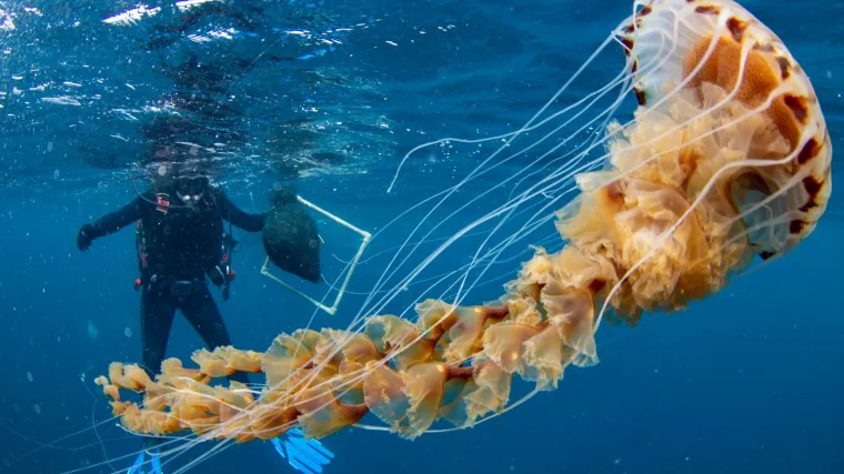 Sve više dojava o opasnim meduzama: U dodiru s kožom izazivaju bolne opekline; 'Ožiljak imam i nakon 12 godina'