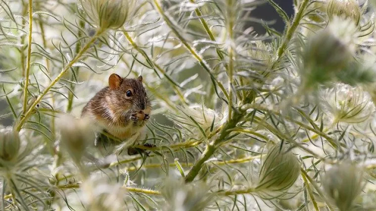 Kako se rije&scaron;iti &scaron;takora bez otrova?