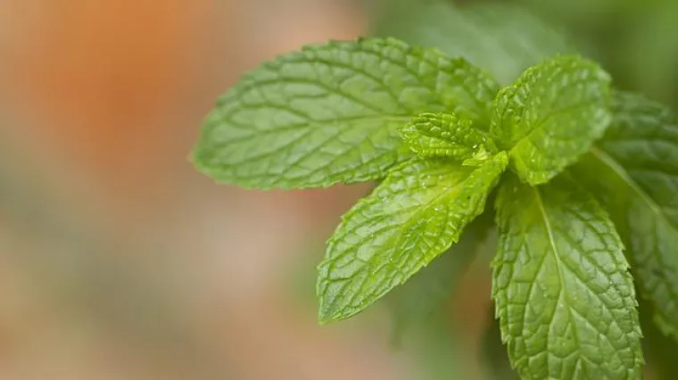 Koje biljke tjeraju muhe i komarce?