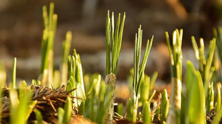 Kako rasol djeluje protiv lukove muhe?