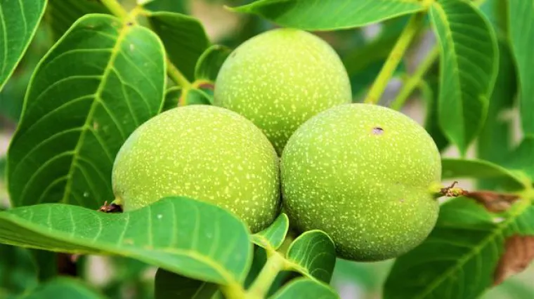 Kada se beru mladi zeleni orasi?