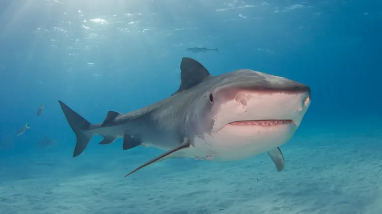 Stručnjak komentirao napad morskog psa u Egiptu, osvrnuo se na Jadran: 'Povremeno dolaze tri vrste opasne za ljude'