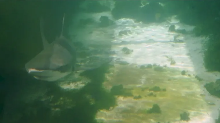 Raspitali smo se kakva je &scaron;ansa da vas napadne morski pas u Jadranu. Vjerojatnije je da vas ubije krava ili grom