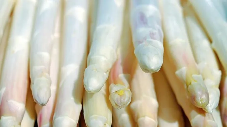 Koje su osnovne karakteristike bijele &scaron;paroge?