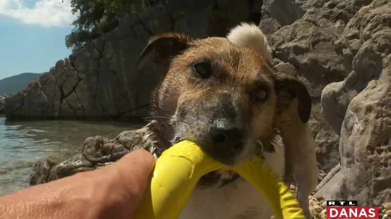 More osvježenje donosi i psima: 'Sjedila je ovdje, gledala druge pse i zaključila da bi mogla i ona probati'