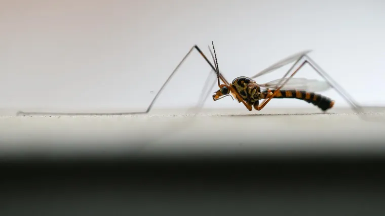 U Istri će u prirodu pu&scaron;tati sterilne komarce. Evo za&scaron;to