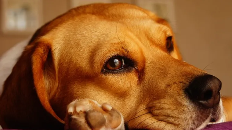 Koje su karakteristike bigla?