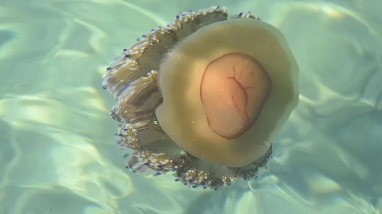 Objavljena karta rasprostranjenosti meduza. Ako vas ubodu ove stvari nikako nemojte raditi