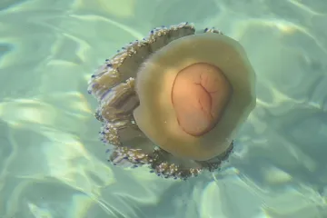 Objavljena karta rasprostranjenosti meduza. Ako vas ubodu ove stvari nikako nemojte raditi