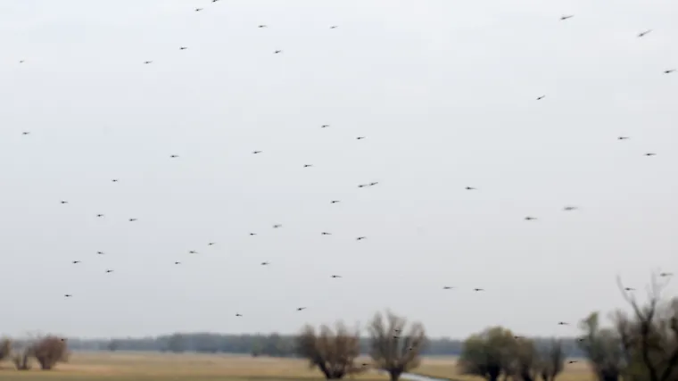 Osječani napokon bez straha od komaraca: 'Konačno mogu izaći iz kuće bez no&scaron;enja 10 krema i ne lupat' se ko budala'